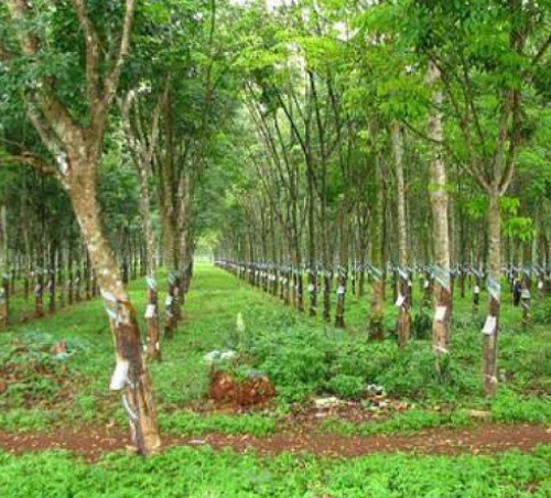 CÓ ĐẤT TRỒNG CÂY LÂU NĂM NHƯNG KHÔNG SỬ DỤNG CÓ BỊ XỬ PHẠT?